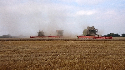 Combine harvesters at work