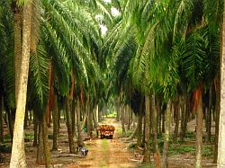 Oil palm