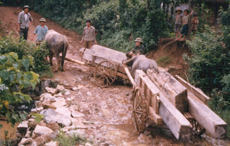 Buffalo hauling in Vietnam. Image credit: I.Baillie