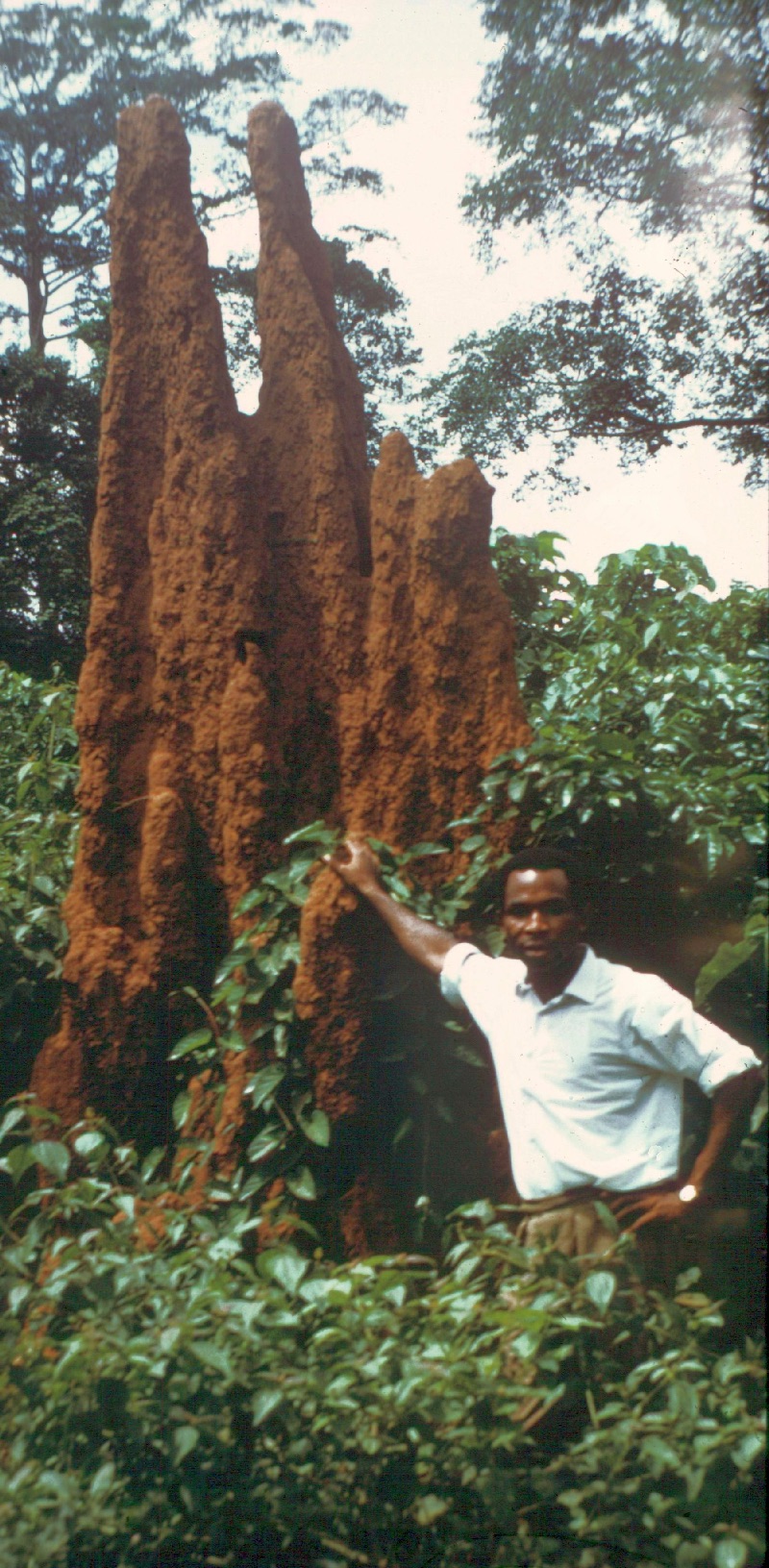 Termite mound, Nigeria. Image credit: I.Baillie