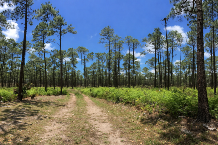Caribbean Pine (Pinus caribaea var. bahamensis) ecosystem on the upland of Great Abaco, with a mature secondary growth and a very open understory