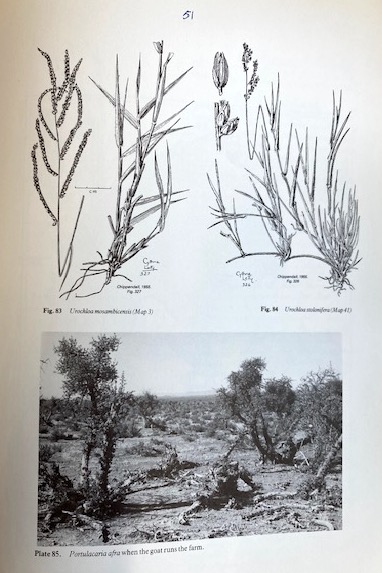 Veld Types and Grasses of South Africa